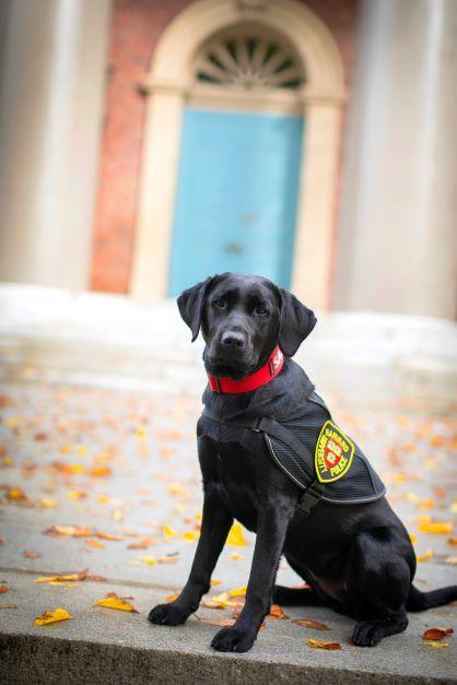 community engagement dog 1
